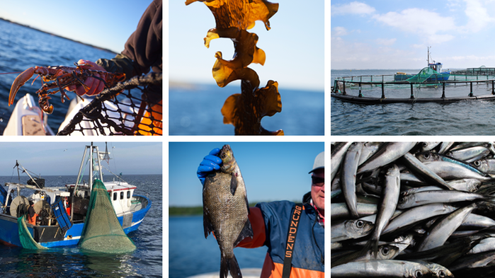 Collage av bilder med fiskebåtar, kassodling, tång, kräftor med mera.