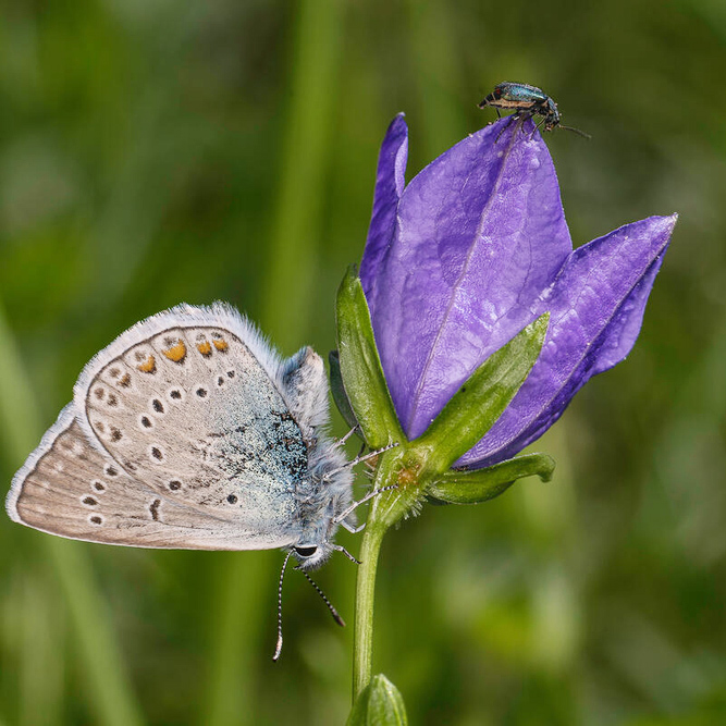 Silverblåvinge på stor blåklocka.