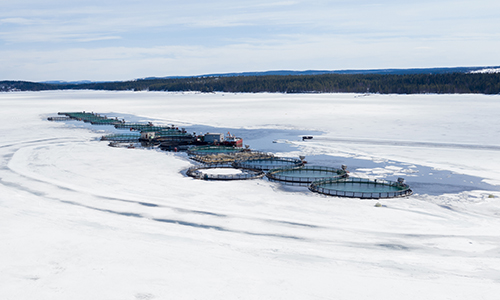 Flygbild på kassar för fiskodling i sjö med is på.