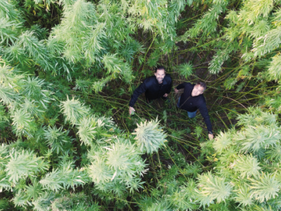 Två personer fotade uppifrån i ett hampafält