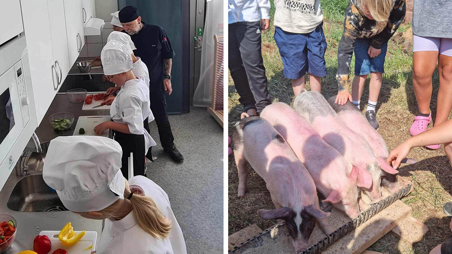Elever i kockkläder hackar grönsaker, elever hälsar på grisar på bondgård