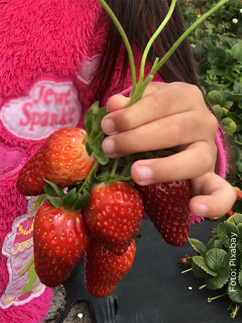 Barn håller i egenplockade jordgubbar
