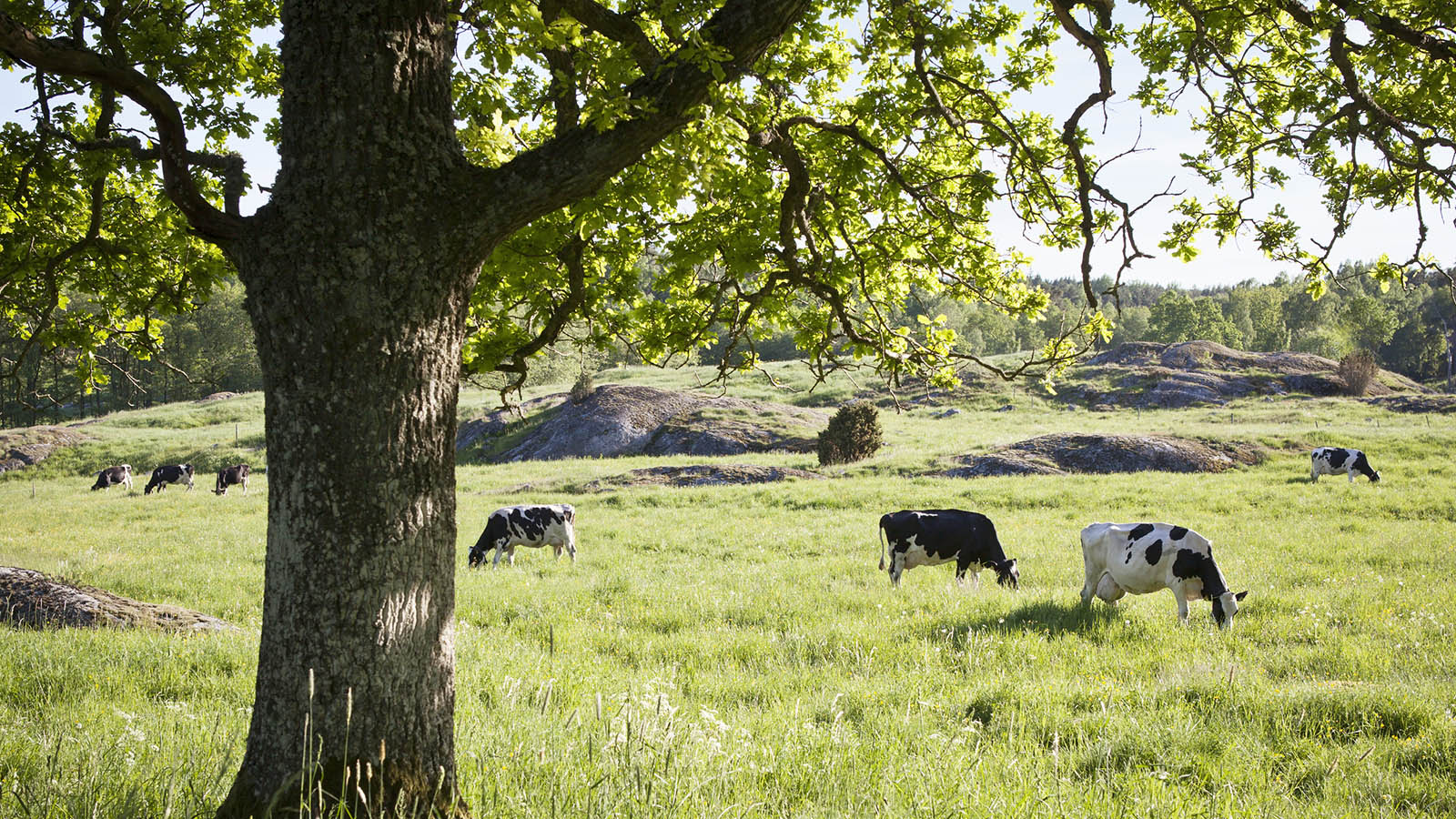 Kor på grönbete i en hage