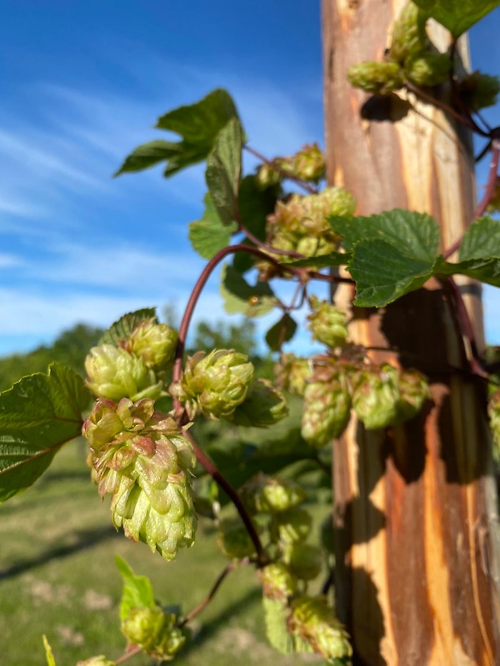 Humle Böle foto-erik-de-vahl