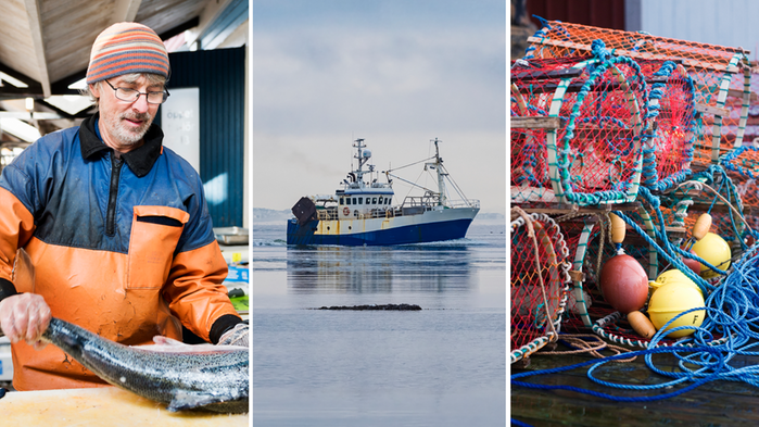 Yrkesfiskare filéear en fisk. Fiskebåt. Hummertinnor.