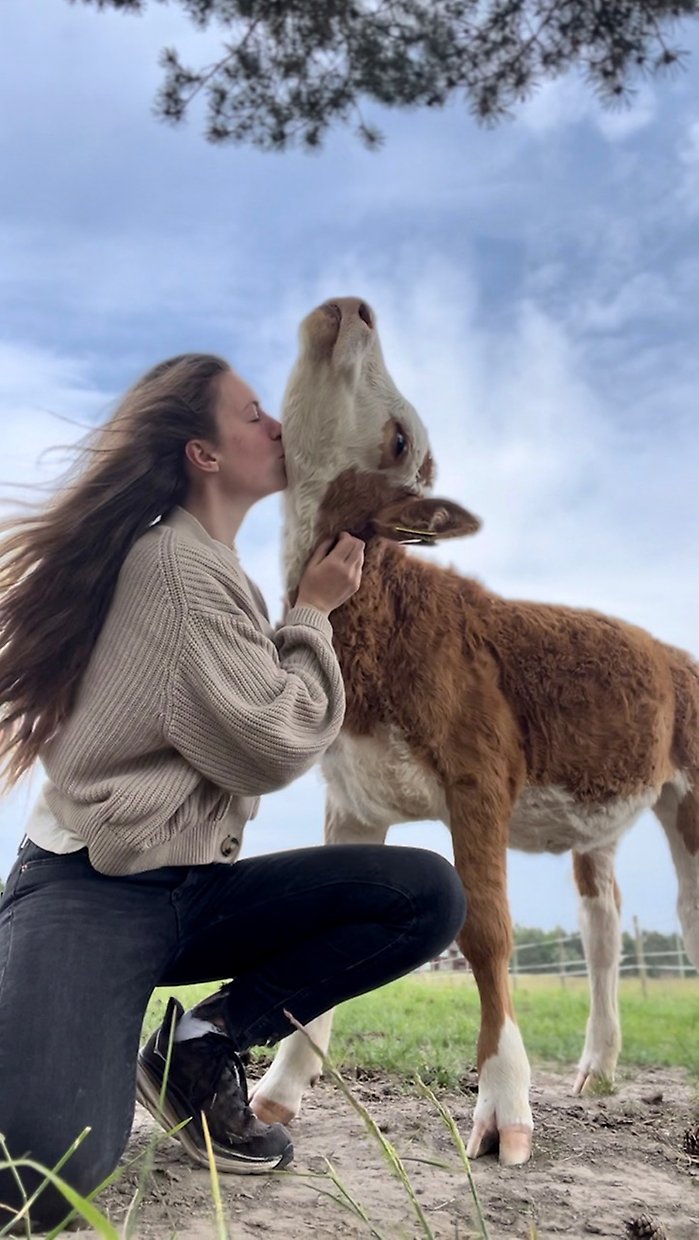 Tilde Olsson pussar sin kalv på halsen