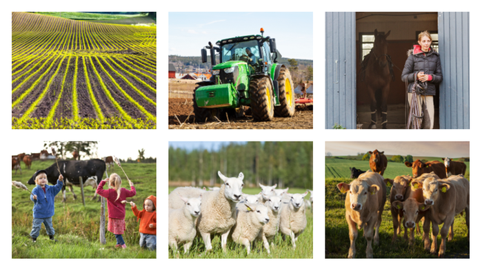 Kollage av olika delar inom de gröna näringarna så som kor, får, en traktor och lekande barn