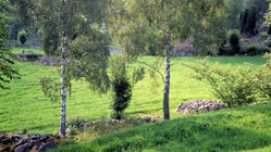 Bilden visar obearbetad mark med gröna beten och björkar