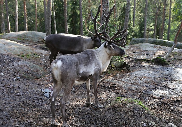 Två renar på en bergshäll