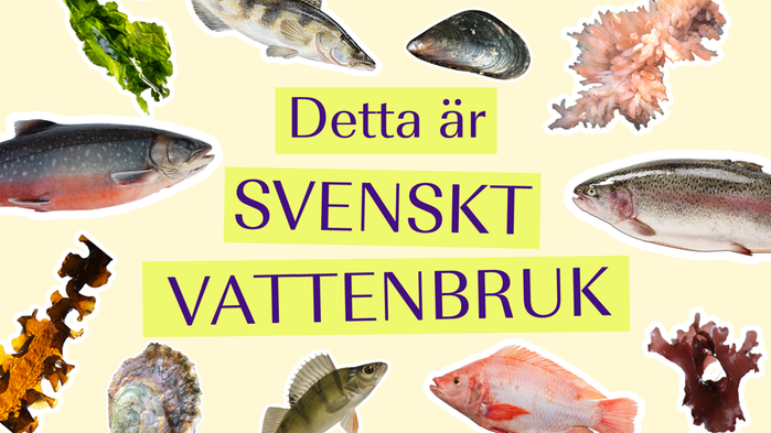Bild med olika arter. Text: Detta är svenskt vattenbruk