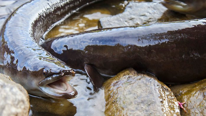 Närbild på ål i ett vattenbryn. 