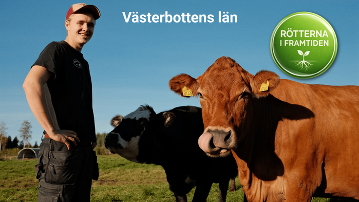 Harry Johansson står med sin röda ko mot klarblå himmel