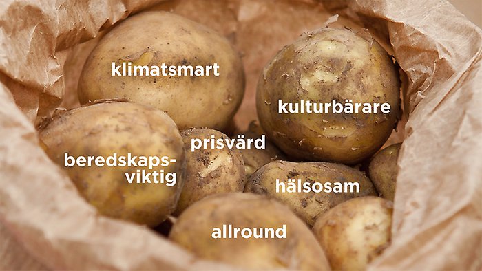Potatisar som det står ord på; klimatsmart, prisvärd, beredskapsviktig, prisvärd, hälsosam, allround, kulturbärare