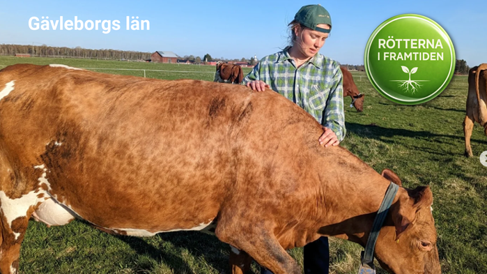 Lisa Valleräng med sin ko i solig hage