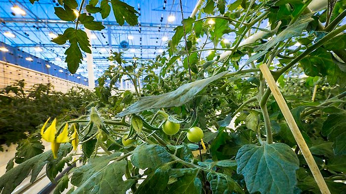 På bilden syns tomatplantor i en akvaponiodling.