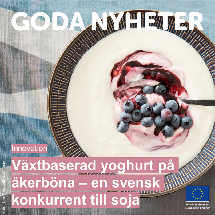En tallrik yoghurt med bär. Text: Växtbaserad yoghurt på åkerböna - en svensk konkurrent till soja.