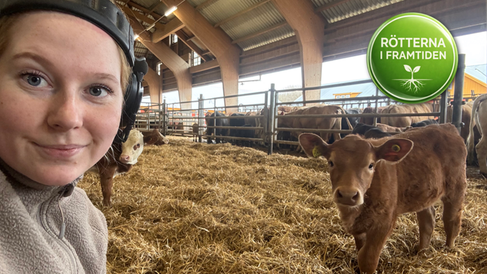 Kvinna i ladugård med kalv i bakgrunden
