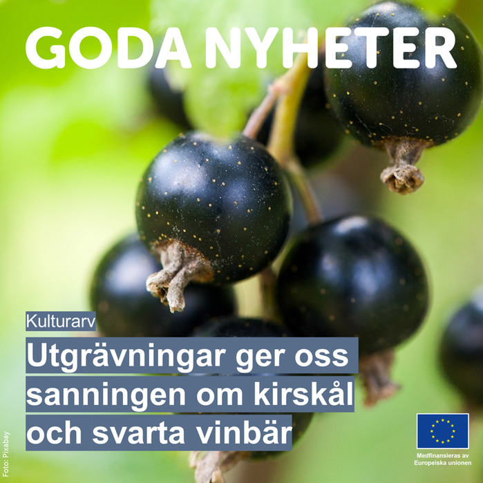 Svarta vinbär. Text: Goda nyhete. Utgrävningar ger oss sanningen om kirskål och svarta vinbär