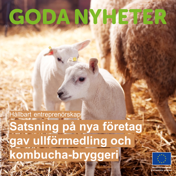 Lamm. Text: Satsning på nya företag gav ullförmedling och kombucha-bryggeri.