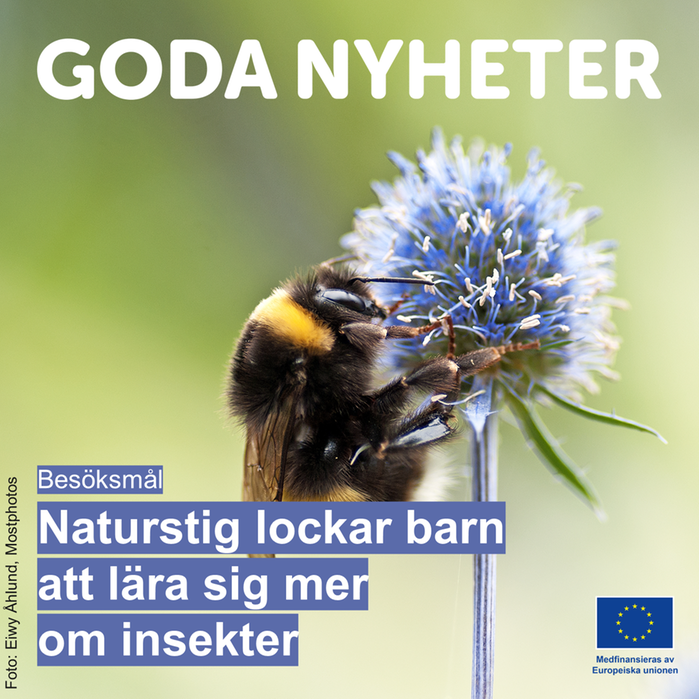 En humla som sitter på en blomma. Text: Goda nyheter. Naturstig lockar barn att lära sig mer om insekter.