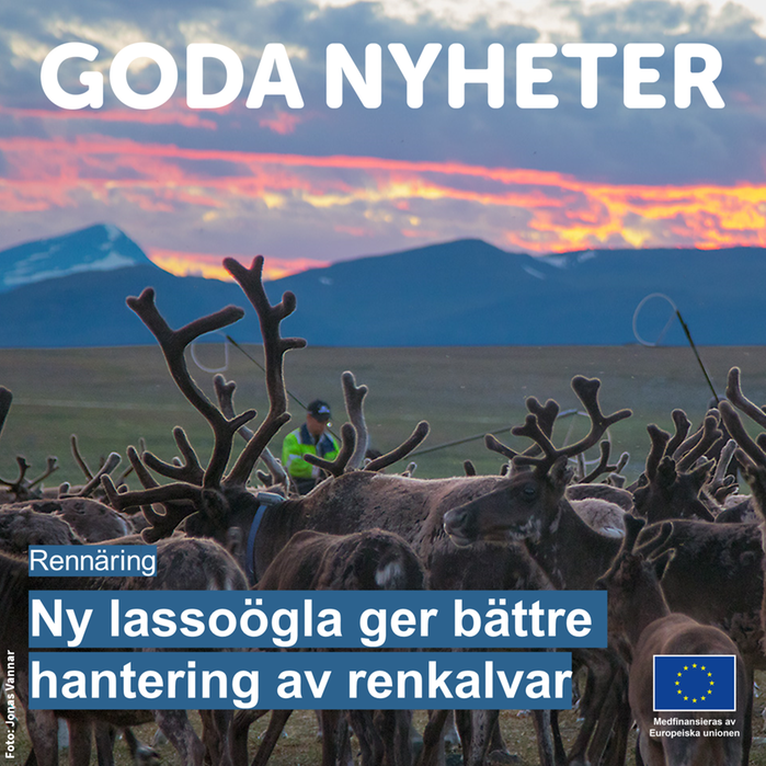 Renkalvar. Text: Ny lassoögla ger bättre hantering av renkalvar.