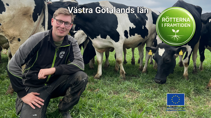 Lucas Bertilsson sitter på huk bredvid sina svartvita kor