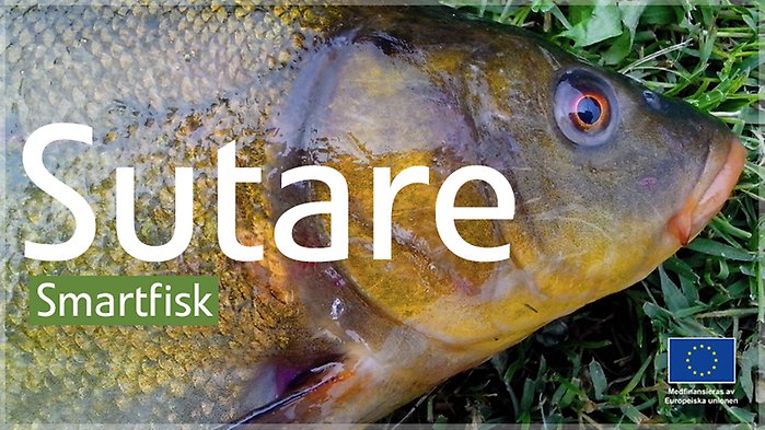 Sutare.