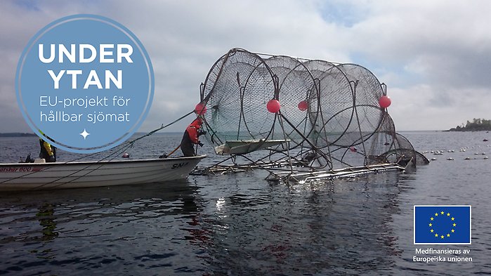 Push-up-fälla som är upptagen för att vittjas. Liten båt med två personer till vänster.