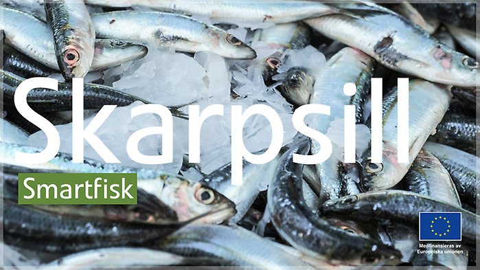 Skarpsill.